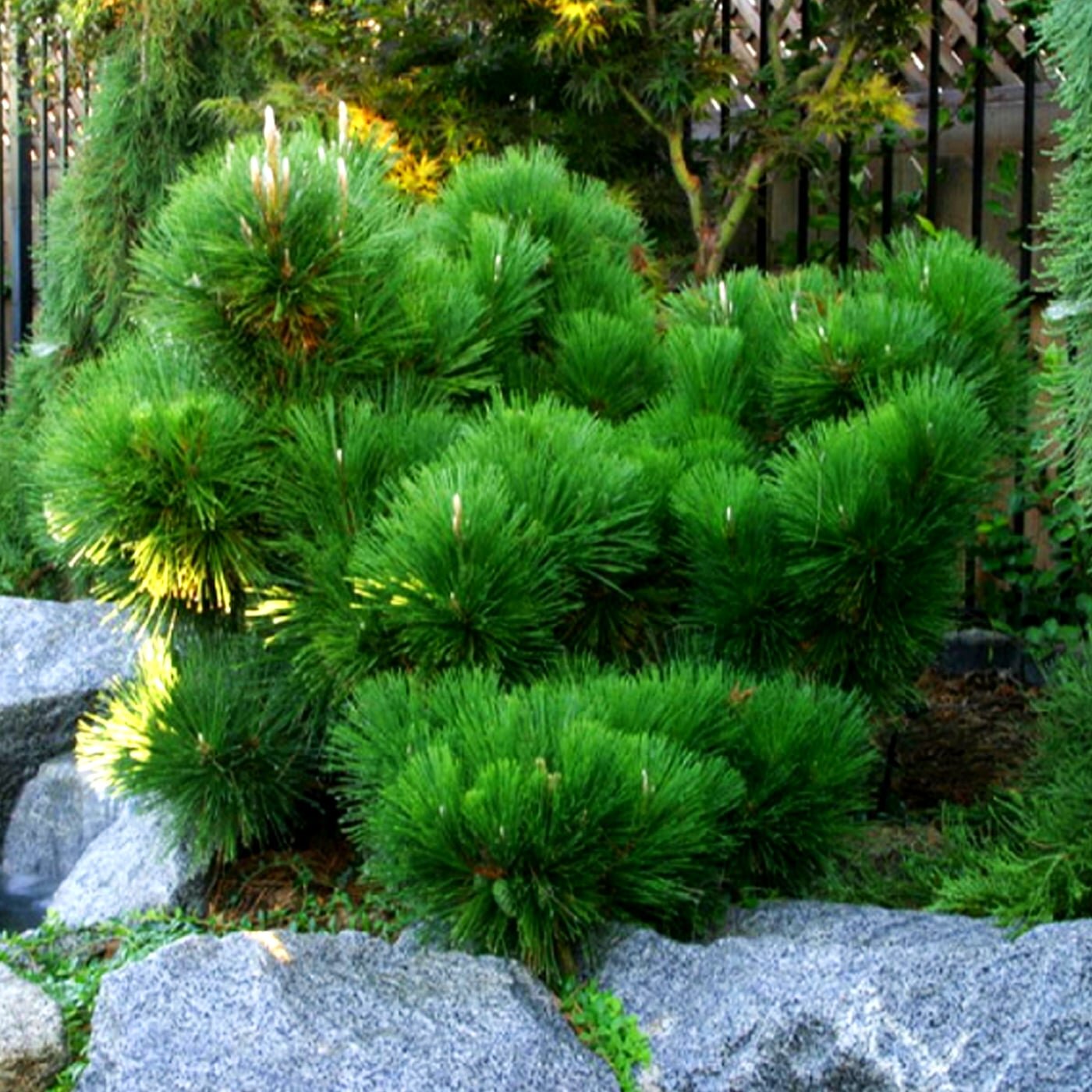 Сосна Чёрная Японская "Pinus Thunbergii"