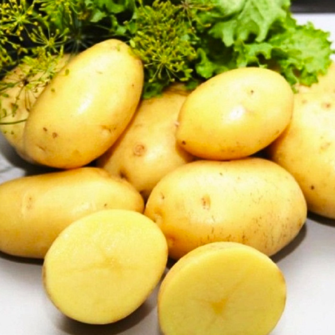 Картопля насіннєва "Рів'єра" (1 репродукція), 1 кг