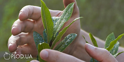 Средства защиты растений: что это и какие препараты бывают