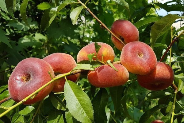 Про выращивание инжирного персика