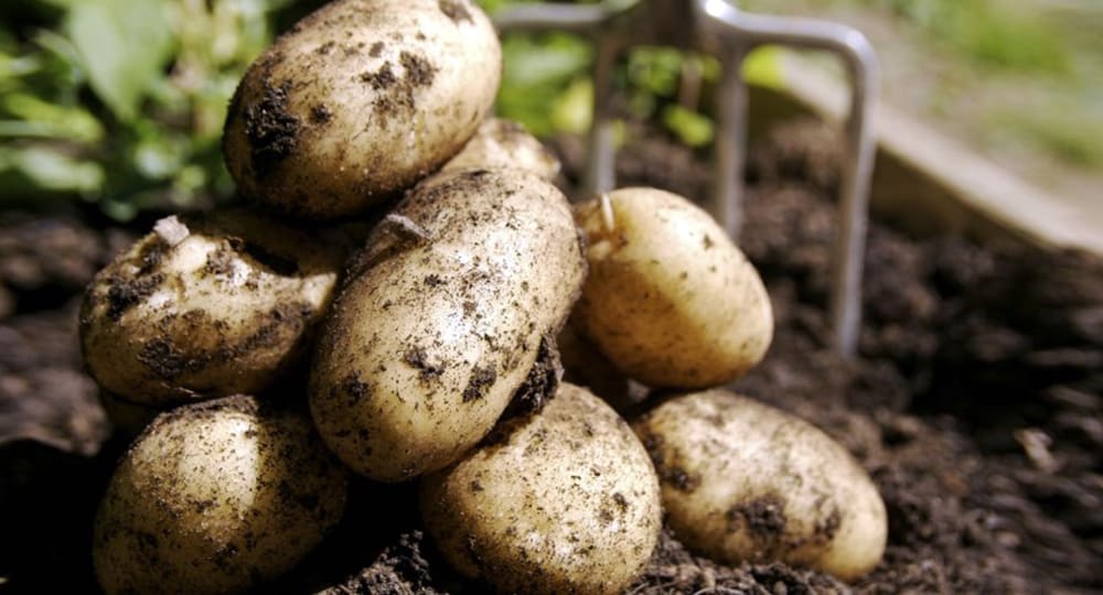 Выращивание и уход за картофелем