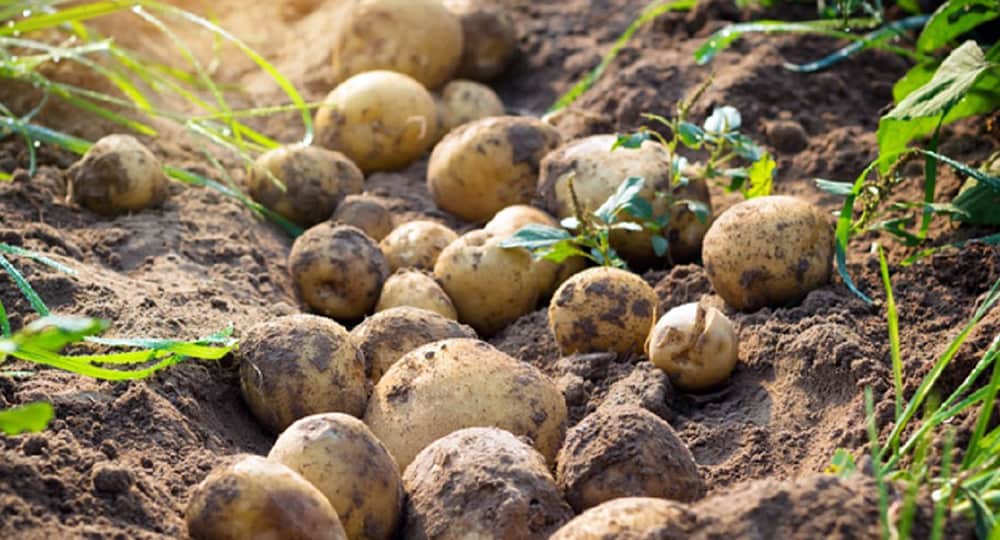 Выращивание и правильный уход за картофелем