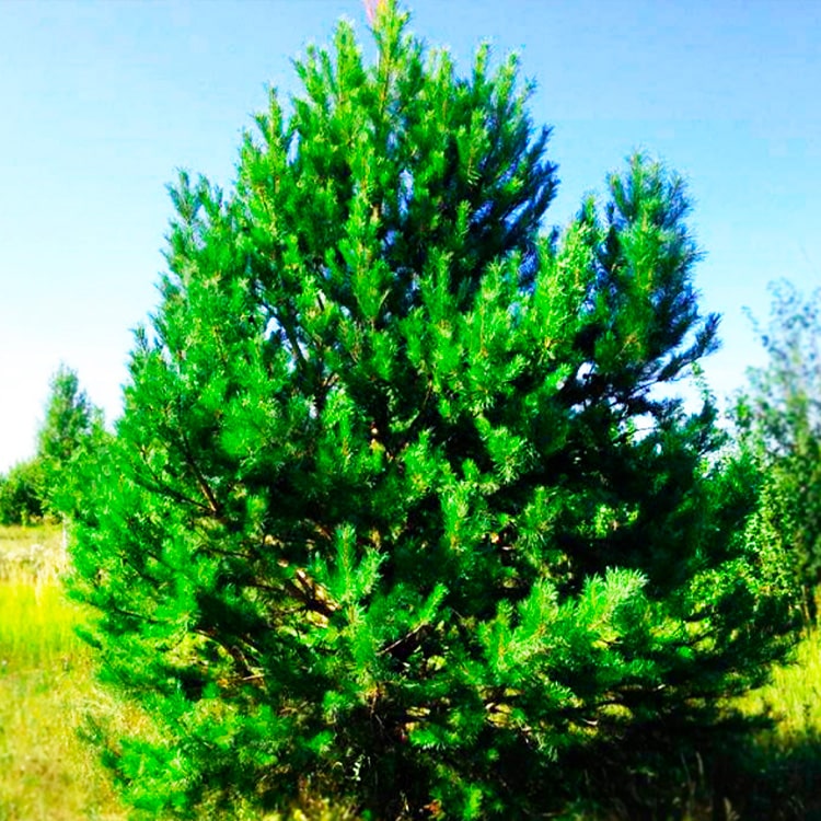 Сосна "Scots Pine" (шотландская, горшок P9), 1 саженец