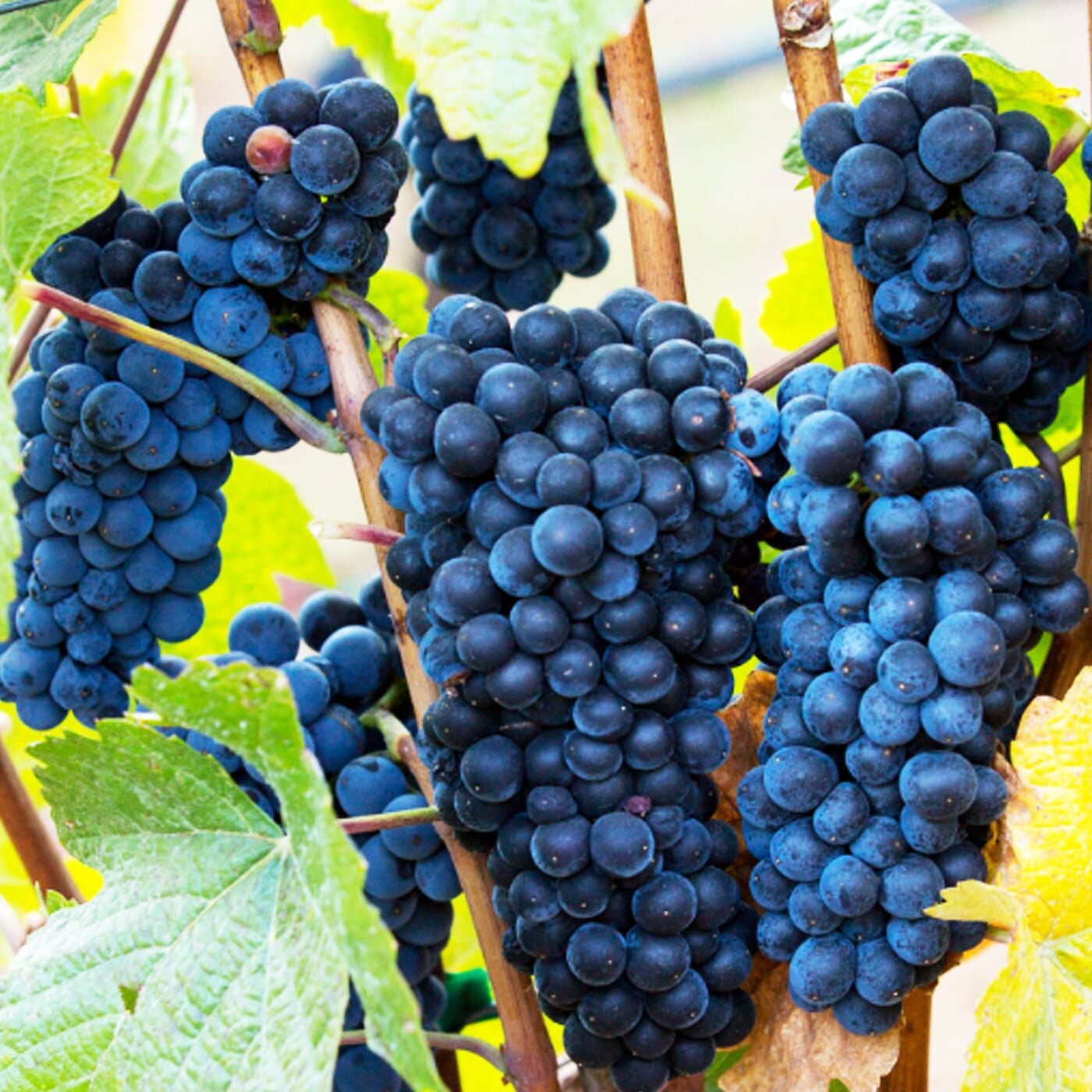 ВИНОГРАД КАБЕРНЕ: купить саженцы винограда каберне почтой | PLOD.UA