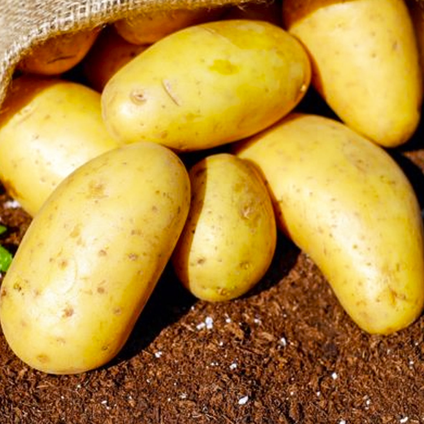 Картофель семенной "Коломбо" (1 репродукция), 1 кг
