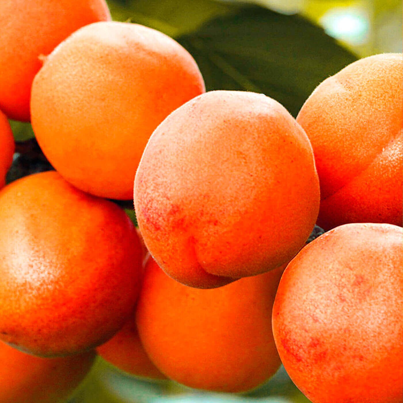 Персик-абрикос гібрид "Ромео"