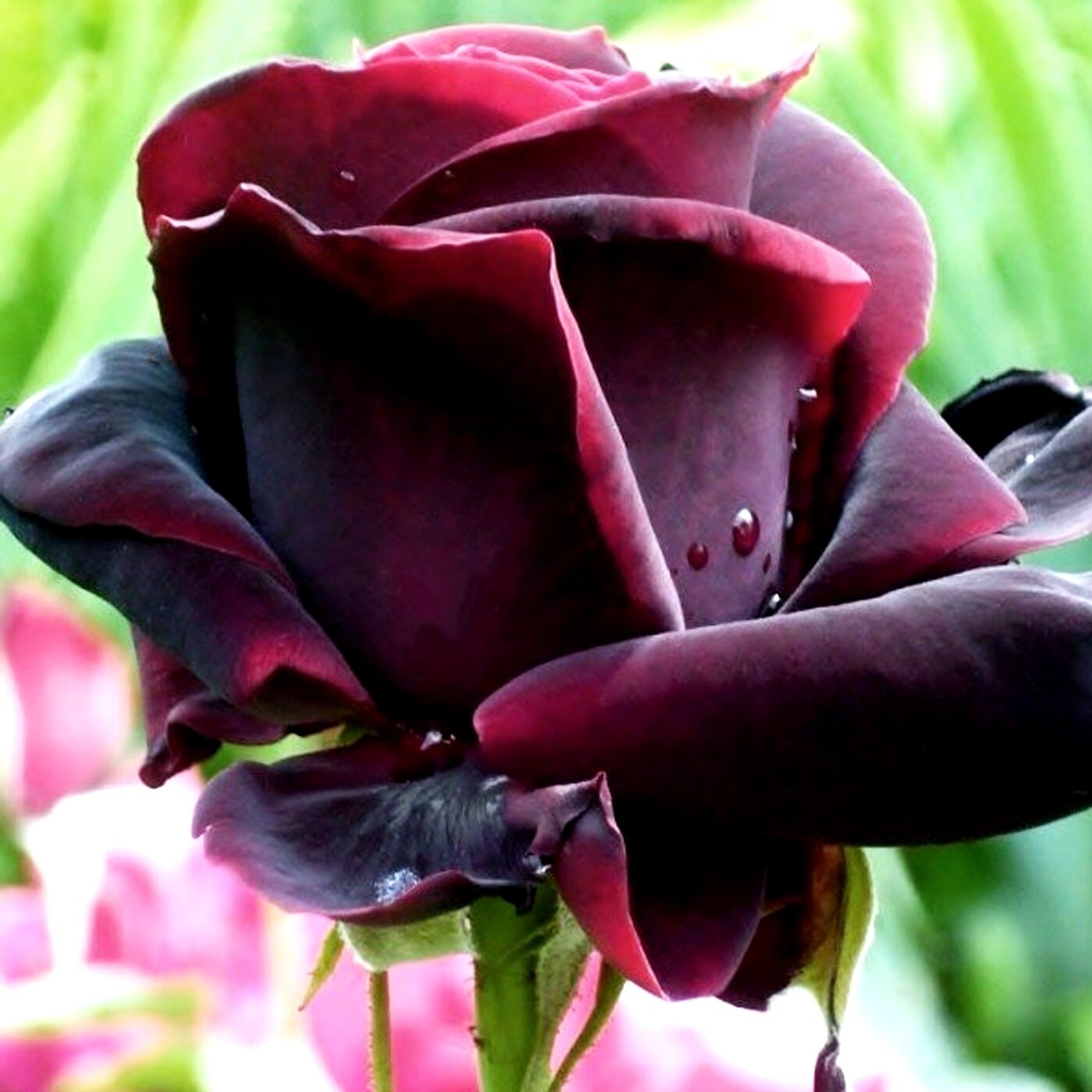 Роза чайно-гибридная "Черный принц", 1 саженец