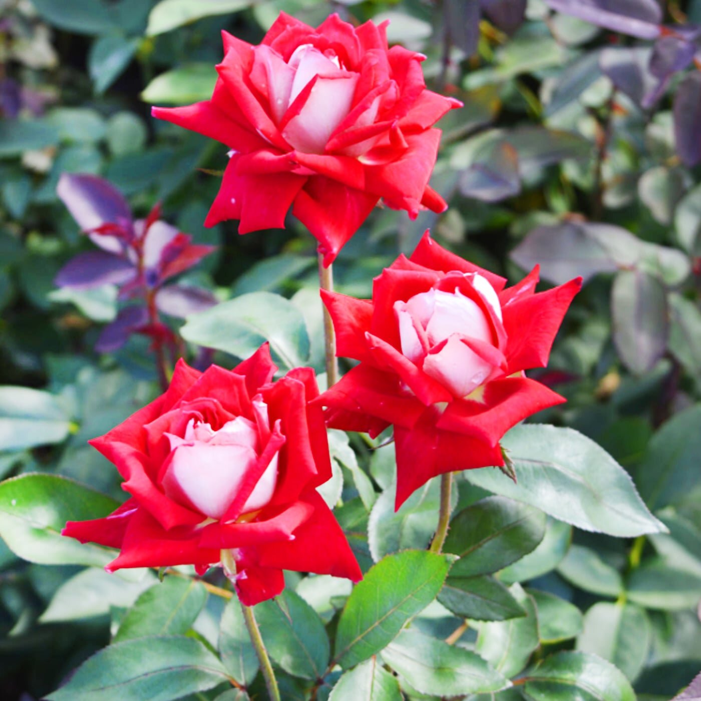 Роза мелкоцветковая (спрей) "Руби стар" (Ruby Star), 1 саженец