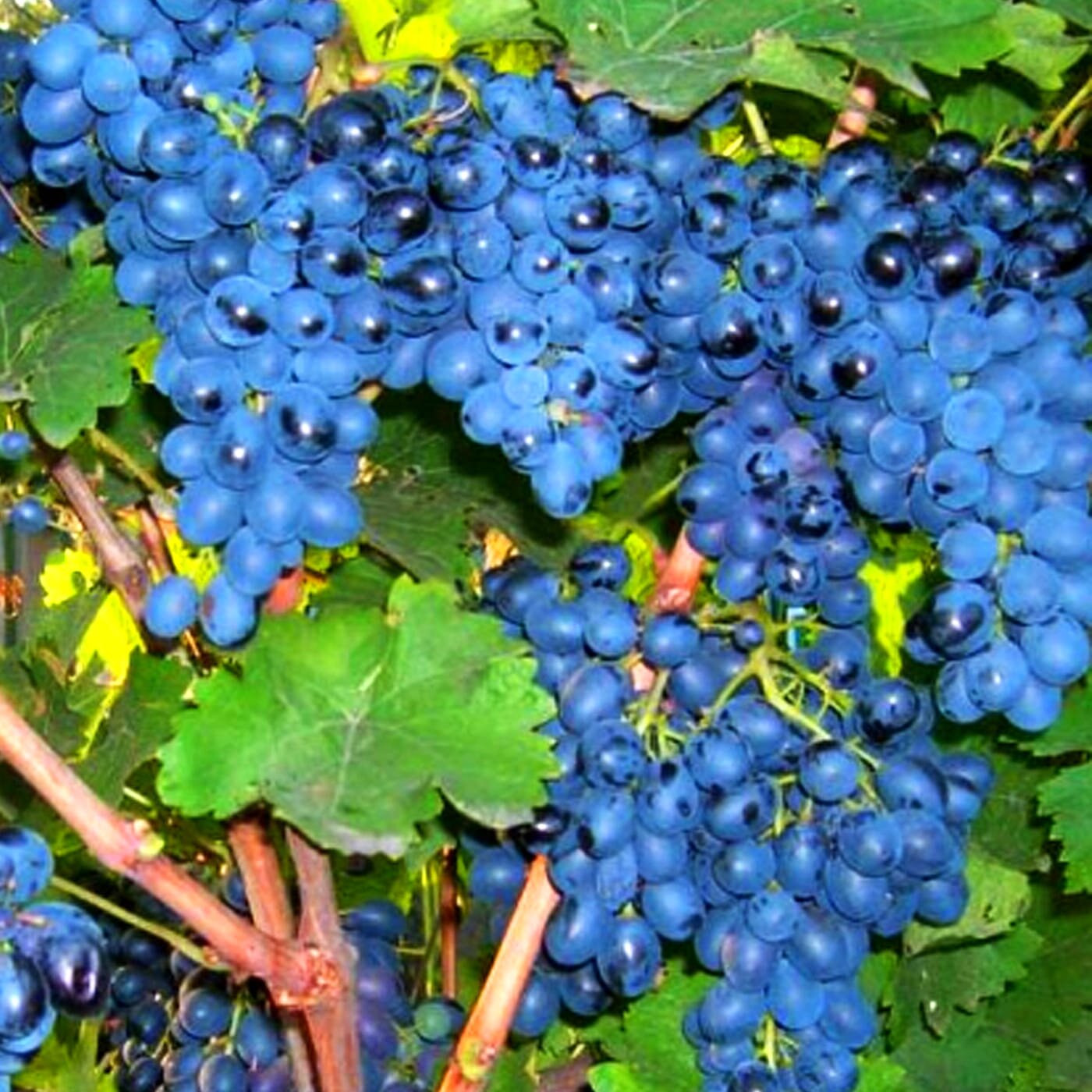 ВИНОГРАД АНТЕЙ МАГАРАЧА: купить саженцы винограда антей магарача почтой |  PLOD.UA