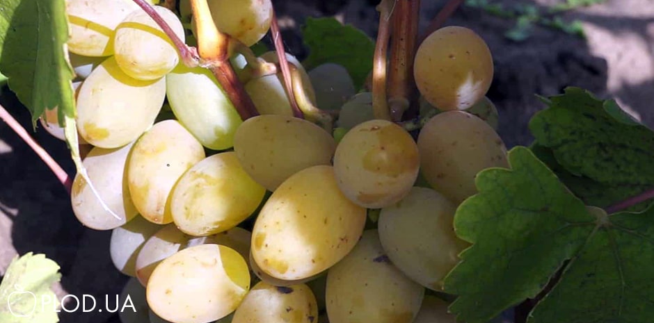 Сорти винограду надранніх термінів дозрівання фото-0