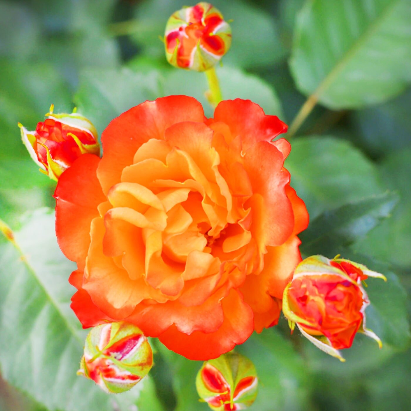 Роза мелкоцветковая "Barbados"