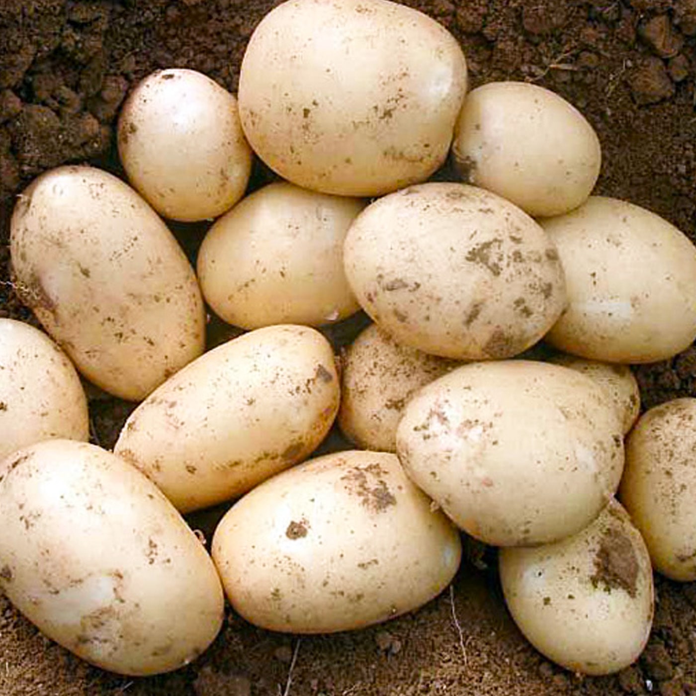 Картофель семенной "Орла" (1 репродукция), 1 кг