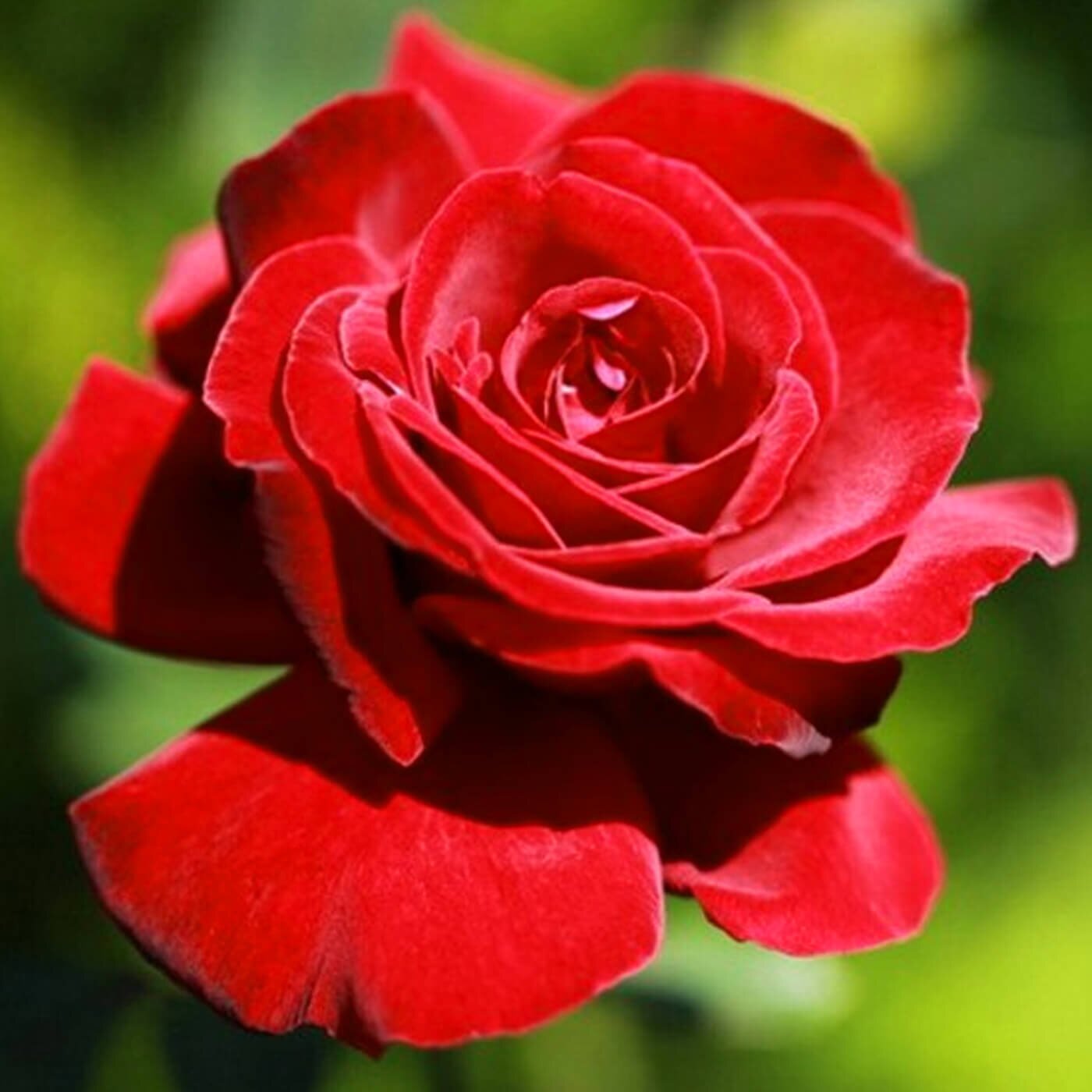 Роза почвопокровная "Red Velvet"