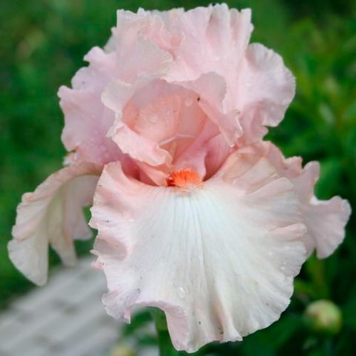 Ирис бородатый крупноцветковый "Austar Pink"