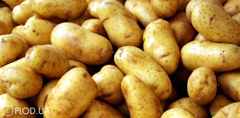 Вирощування і правильний догляд за картоплею фото-0