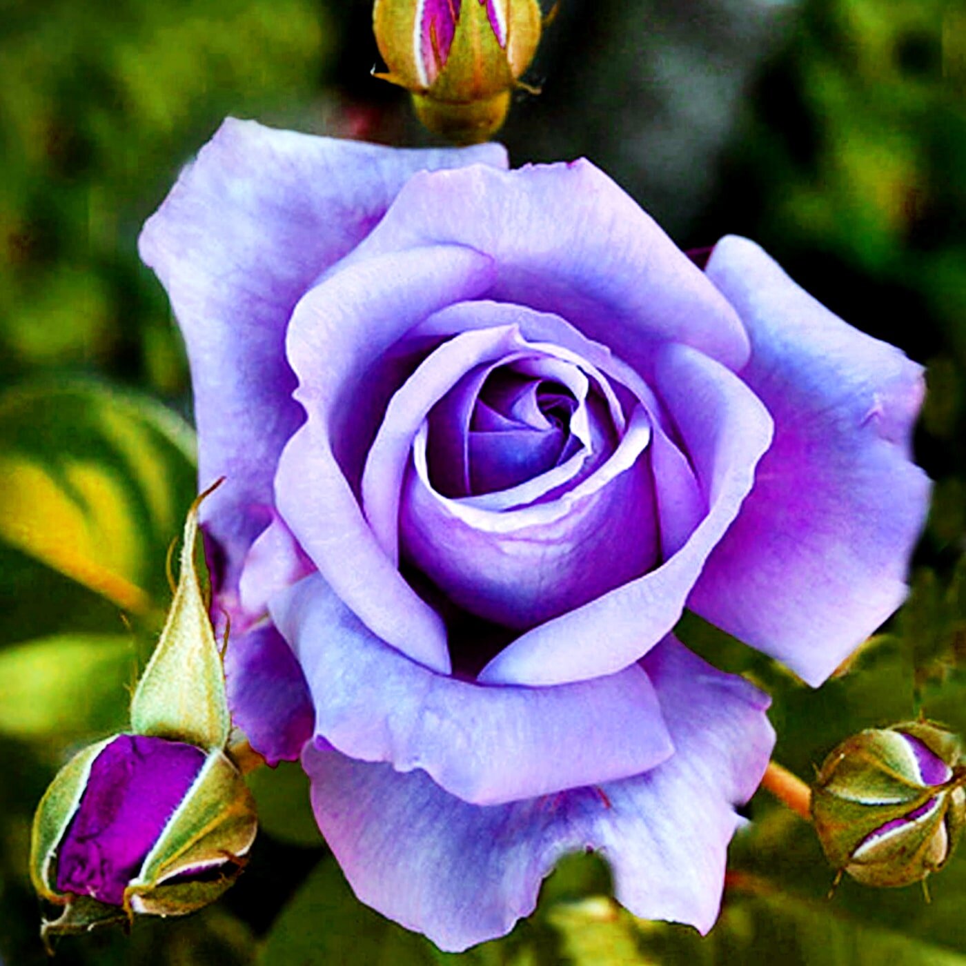 Роза чайно-гибридная "Голубой нил", 1 саженец
