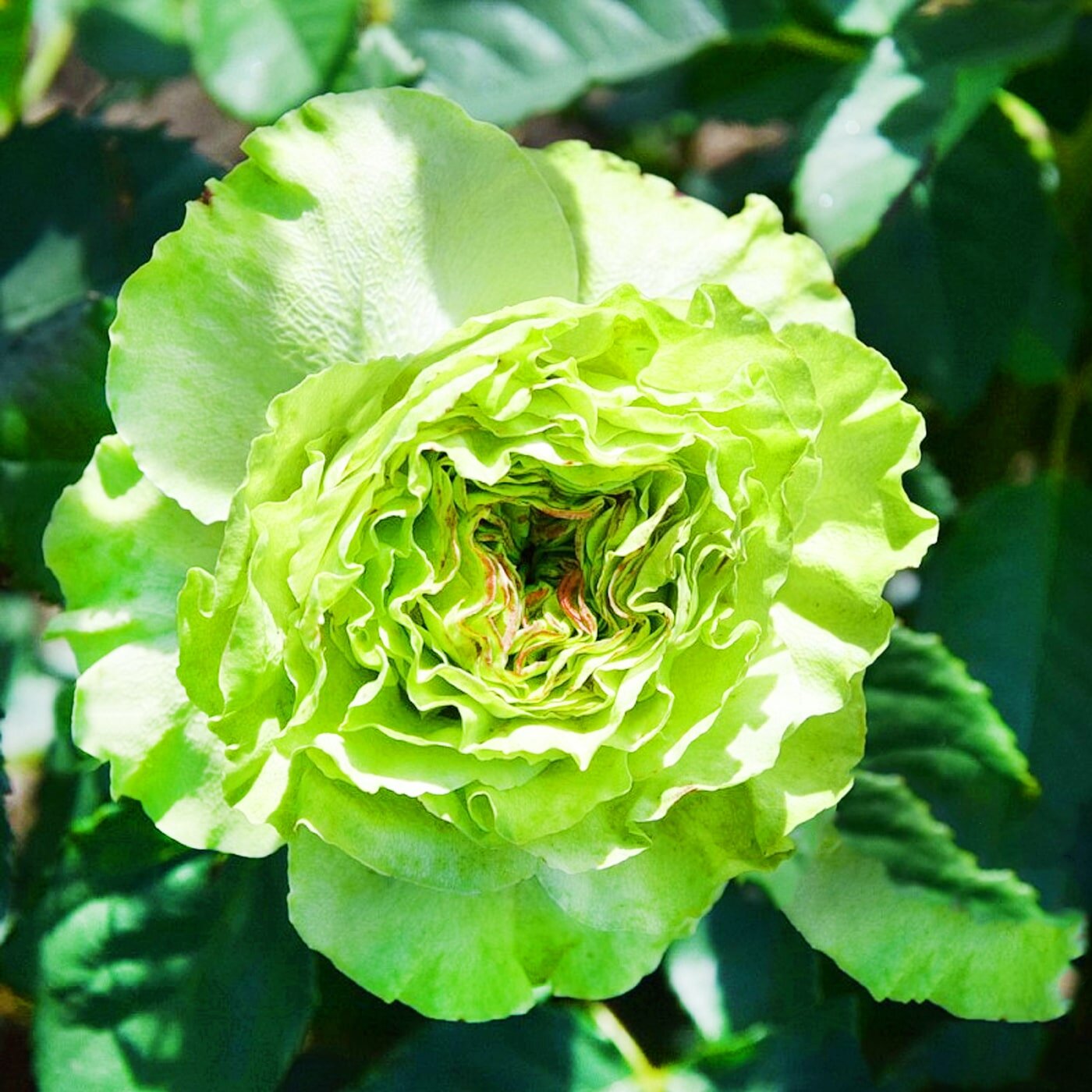 Роза чайно-гибридная "Супер грин" (Super Green), 1 саженец