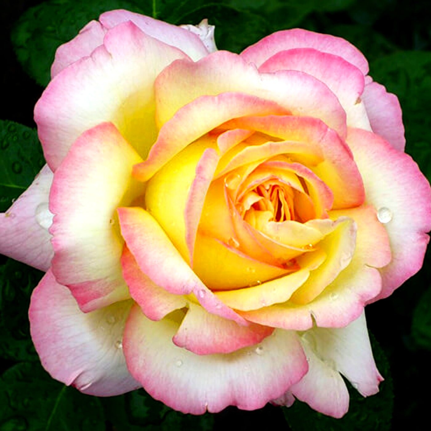 Троянда чайно-гібридна "Глорія (Піс)"