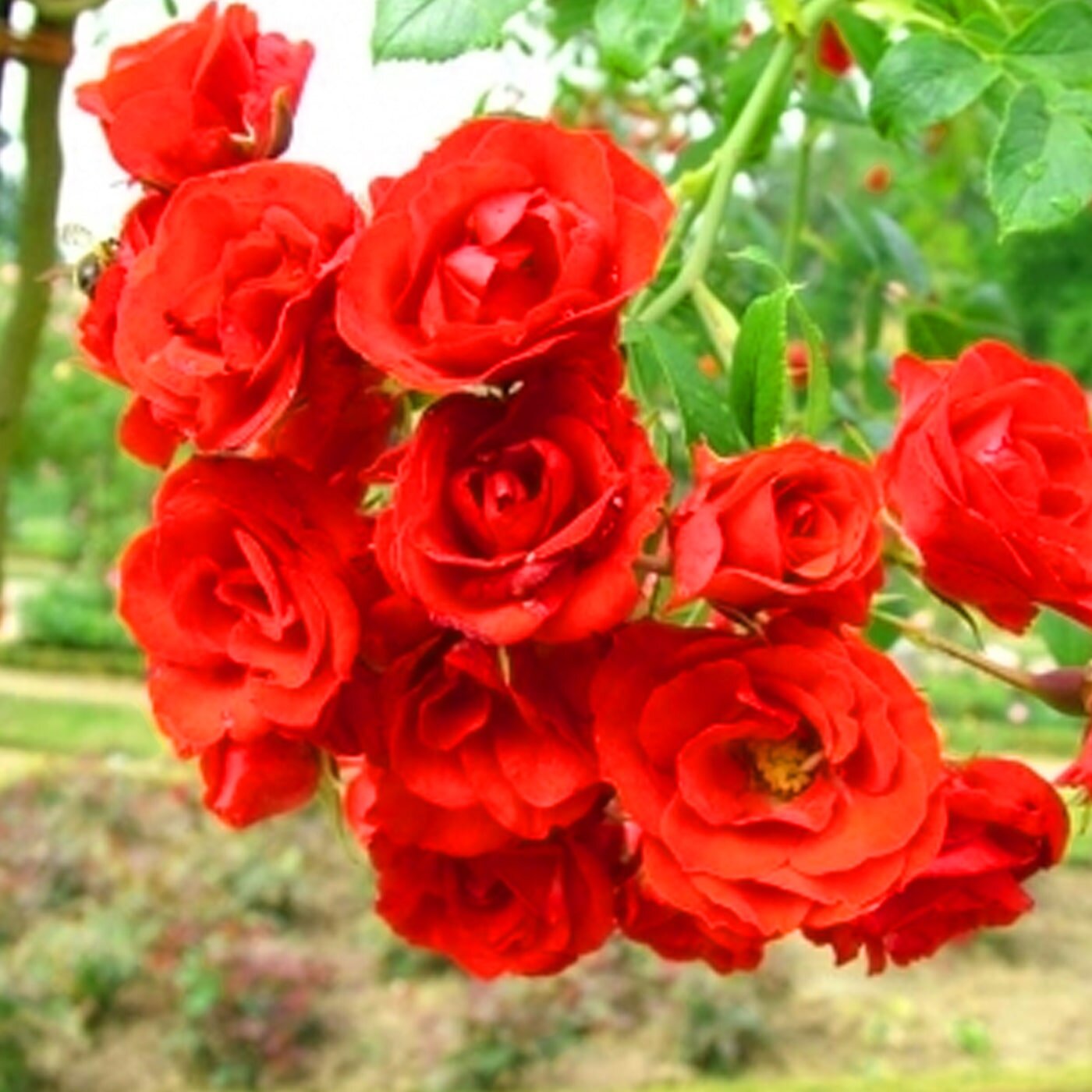 Роза почвопокровная "Скарлет" (Scarlet), 1 саженец