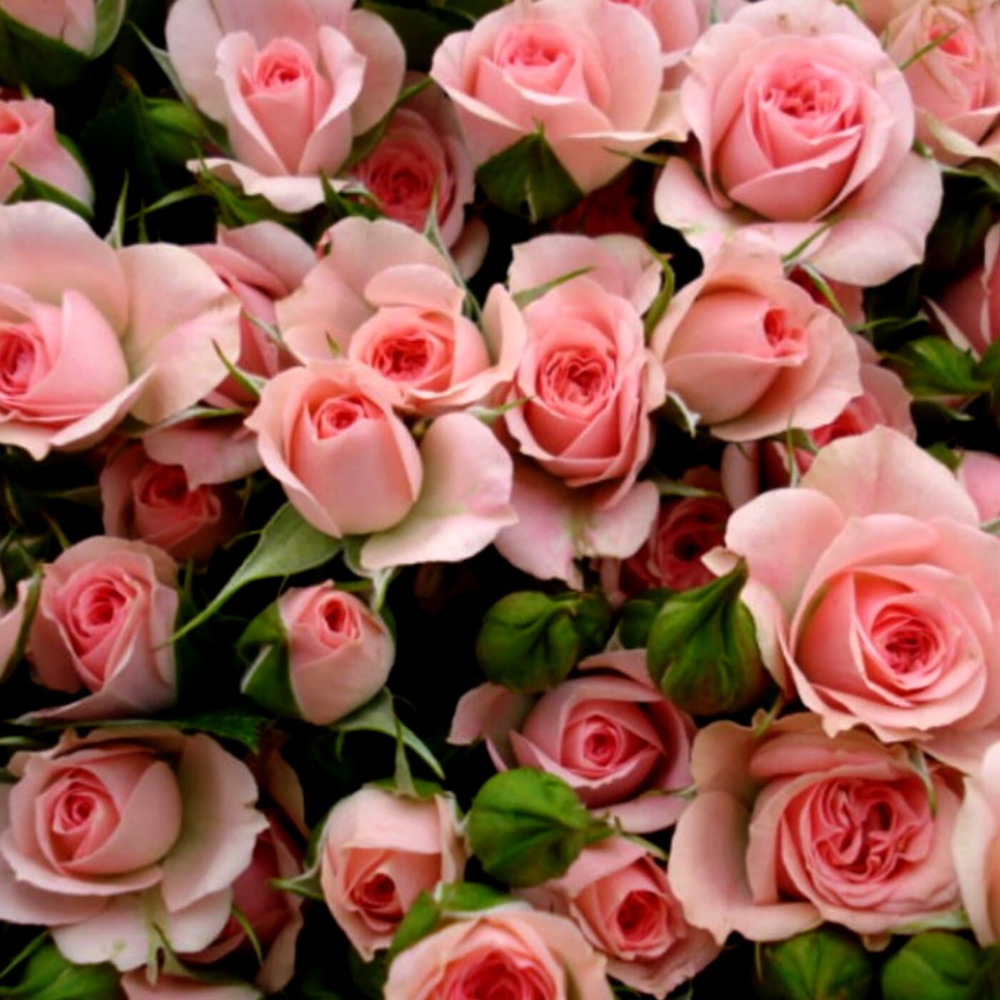 Роза мелкоцветковая (спрей) "Грация розовая" , 1 саженец