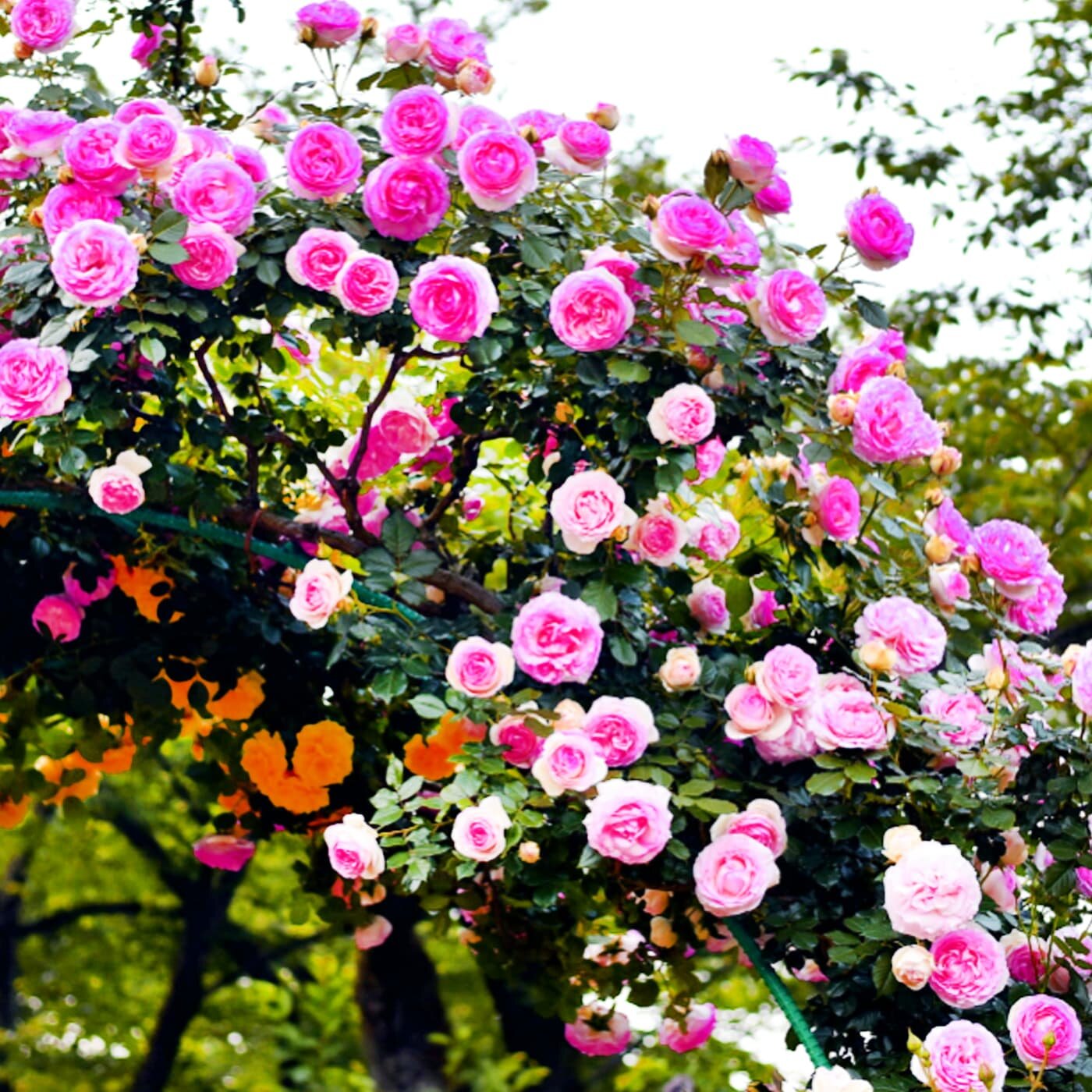 Роза английская плетистая "Розовый Лед", 1 саженец