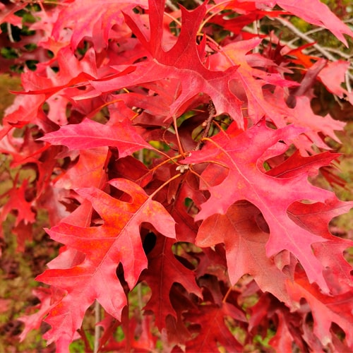Дуб ярко-красный "Quercus rubra"