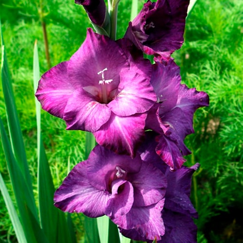 Гладиолус "Purple Flora"
