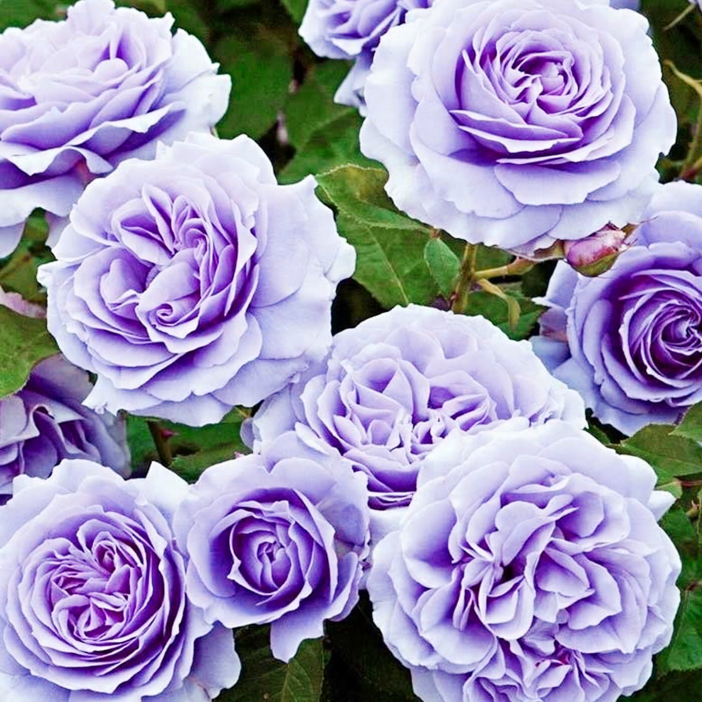 Троянда плетиста "Блакитна Мрія"