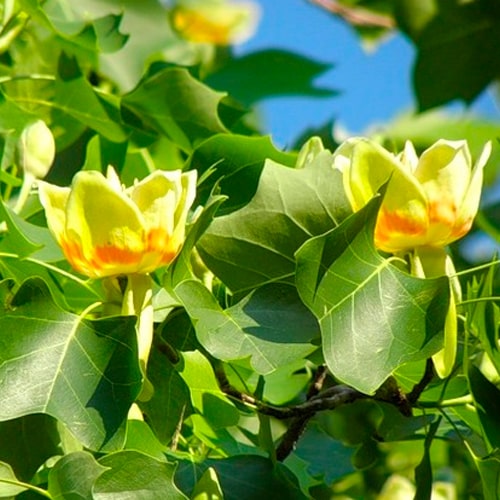 Тюльпановое дерево "Лириодендрон"