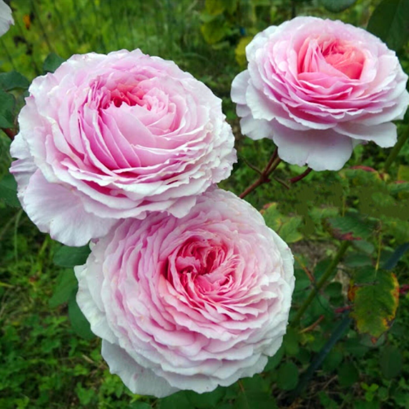 Роза английская "James Galway"