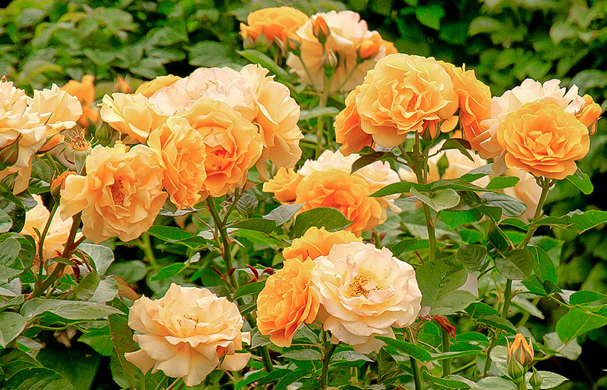Уход за розами с весны до осени: советы для новичков и не только