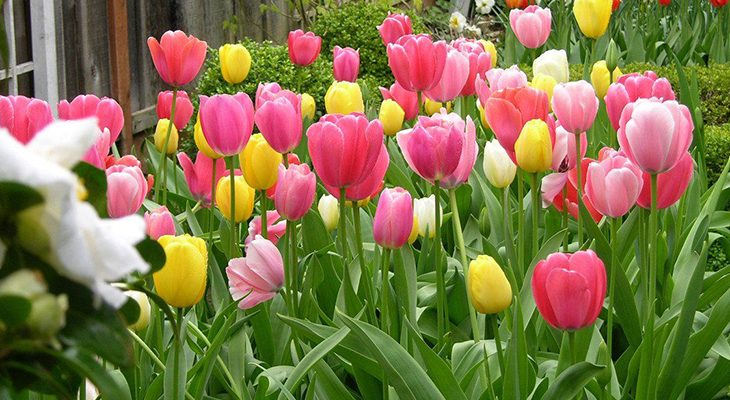 Сад у кольорі: які рослини цвітуть у квітні?