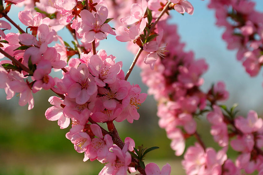 Сад в цвету: какие растения цветут в апреле?