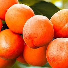 Персик-абрикос гібрид 