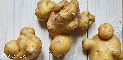Картофель вырос уродливым: основные ошибки