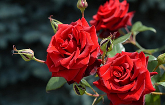 Чем болеют розы и как их лечить?