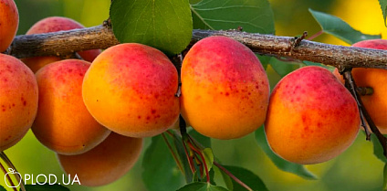  Абрикос: как вырастить солнечный фрукт?
