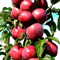 Яблуня колоновидна 