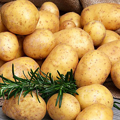 Картофель семенной 