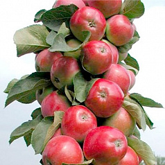 Яблуня колоновидна 