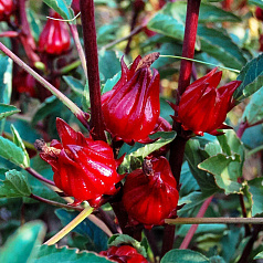 Каркаде (Суданська Роза) гібіскус 